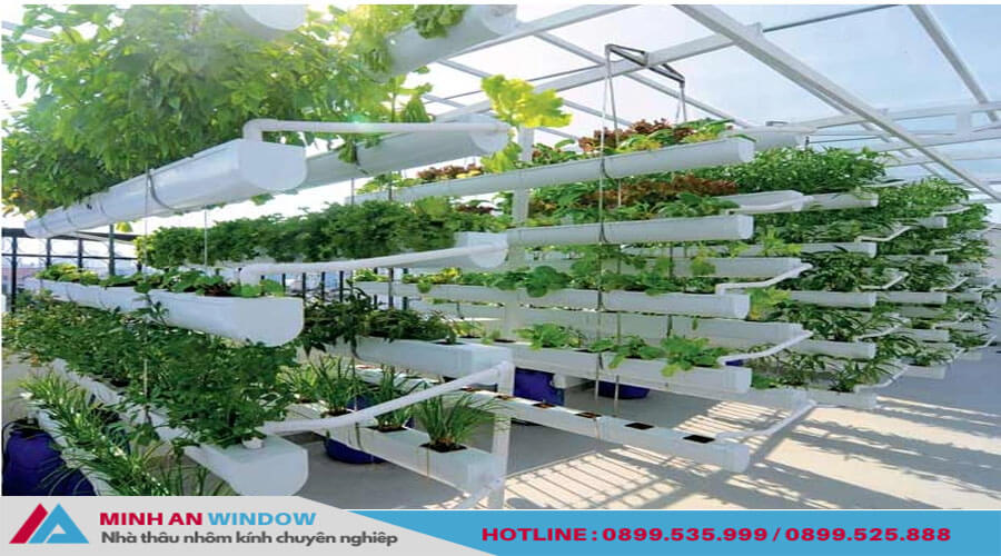 Mái kính trồng rau trên sân thượng là gì?